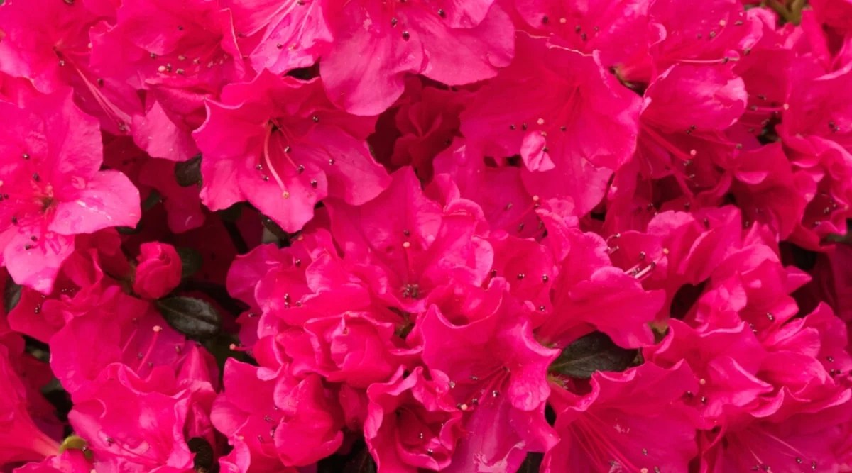 Close-up of blooming azalea Kimono Canzonetta flowers. Large, funnel-shaped flowers, bright pink, consist of almost fused wavy petals and long red stamens.