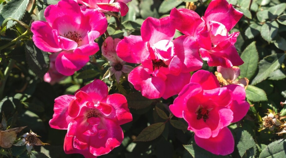 How to Plant, Grow and Care For Knockout Roses
