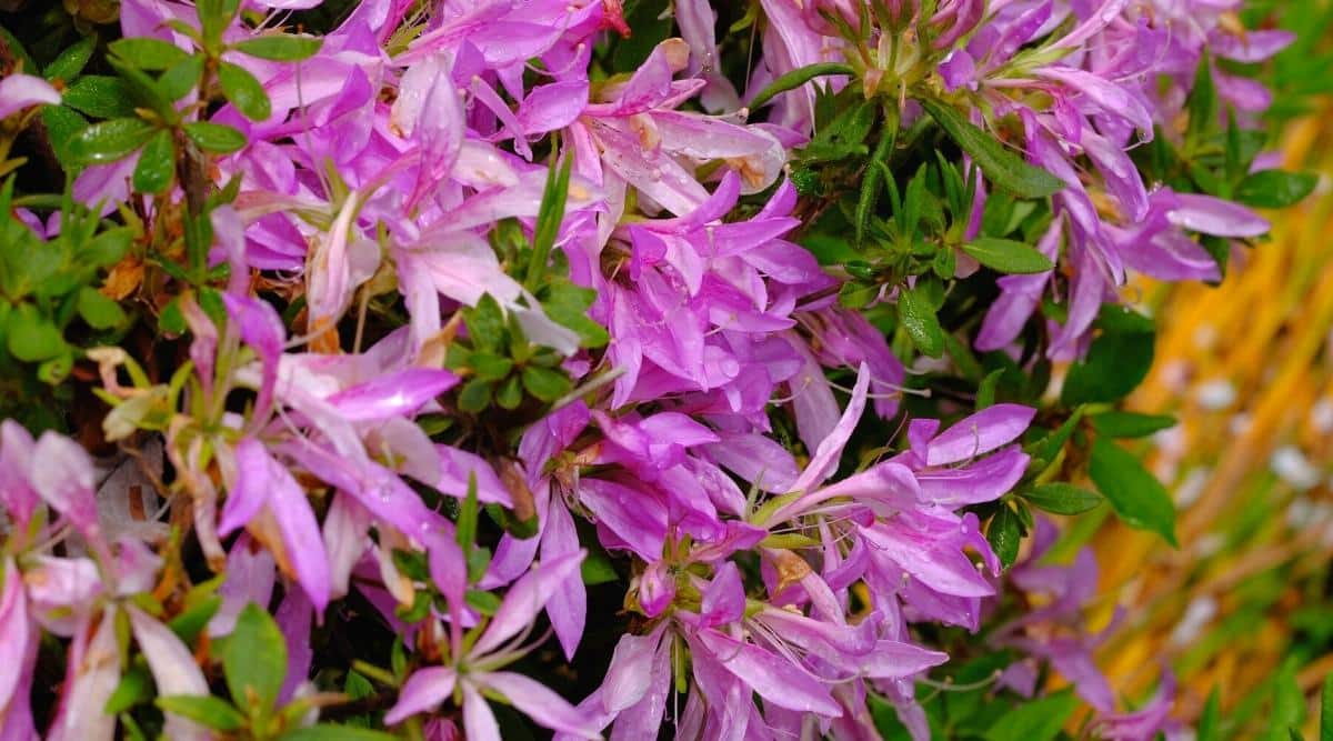 Blooming azalea Koromo Shikibu with purple flowers and green foliage covered in raindrops. The flowers have intricately carved petals, long, spider-like, lavender in color with long stamens protruding from the centers of the flowers. The green, elliptical leaves surround the azalea flowers.