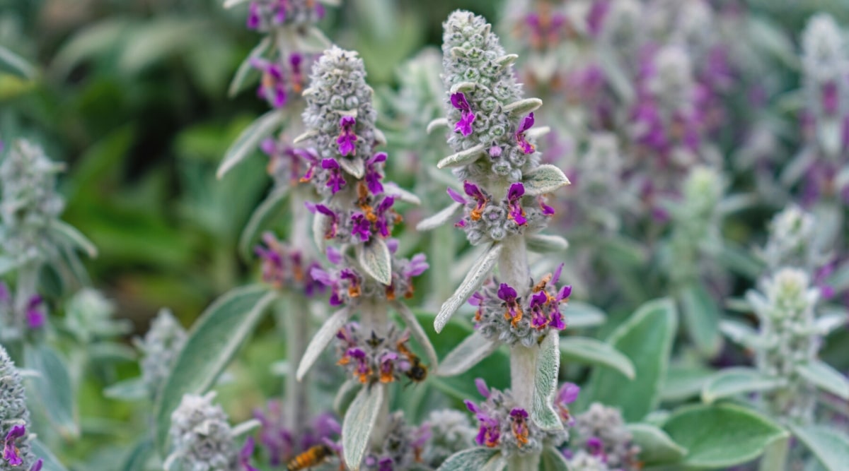 Close up of a light, fuzzy, silver-green stalk with tiny purple flowers and small fussy leaves on it.