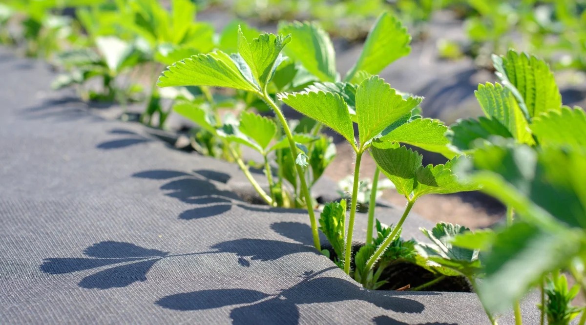 Close-up of growing strawberry plants in a sunny garden. The soil is covered with landscape fabric to suppress weed growth. A strawberry plant consists of a low, spreading green foliage with three-parted, serrated leaves.