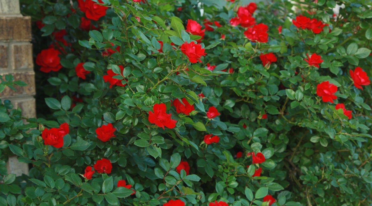 How to Plant, Grow and Care For Knockout Roses