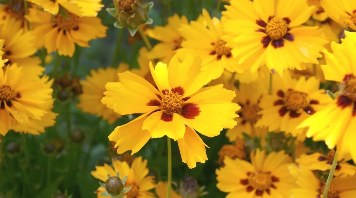 Close up of bright yellow flowers that have overlapping, yellow petals with a spiky edge and a red smudge of color at the base, with a spiky yellow center.