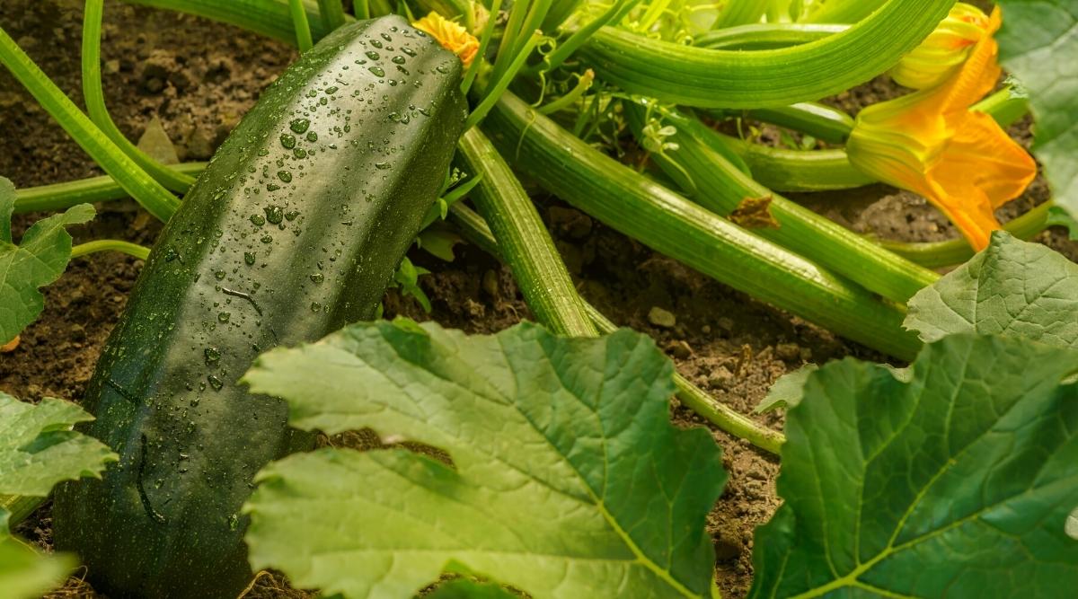 Large zucchini growing in the garden