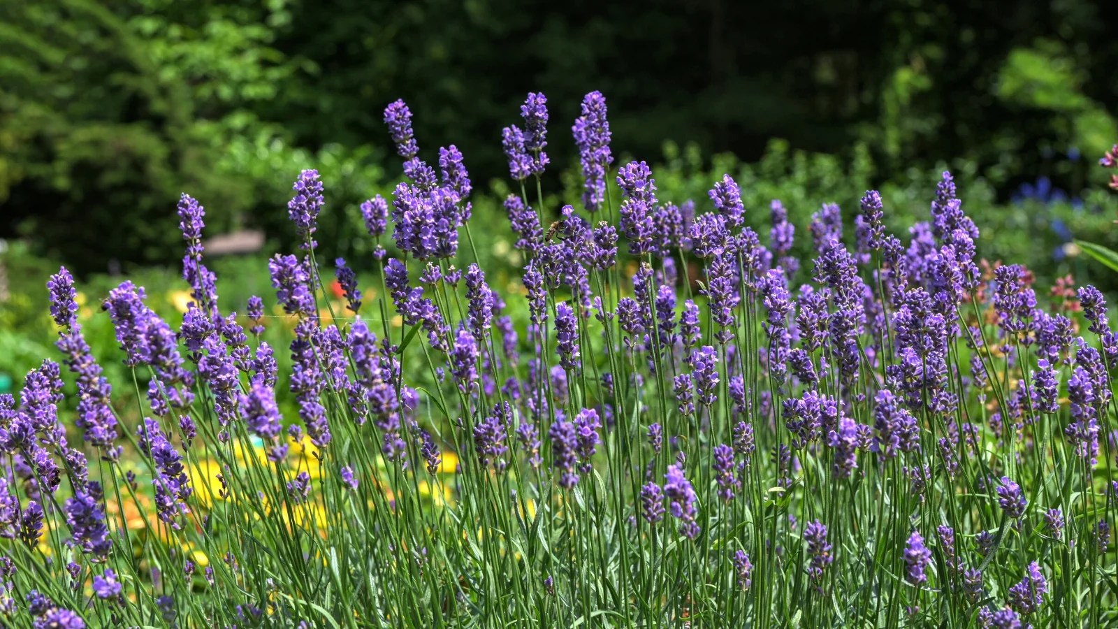 A close-up of lavender flowers blooming in a field, with an incredibly beautiful butterfly on one of the flowers. Softly pubescent blue-lilac flowers, collected in interrupted spike-shaped inflorescences of 6-10 pieces in whorls. Butterfly wings are orange with random black patterns all around. Slightly blurred background of a blooming lavender field.