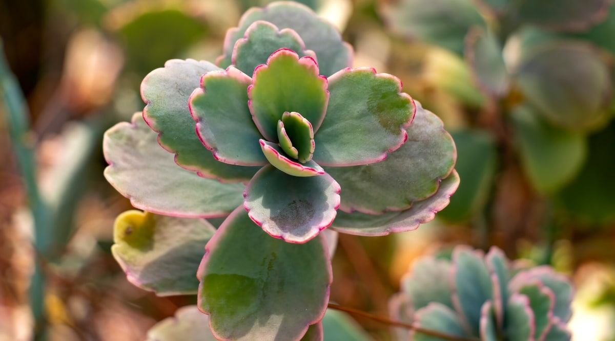 Kalanchoe Fedtschenkoi How to Grow Lavender Scallops