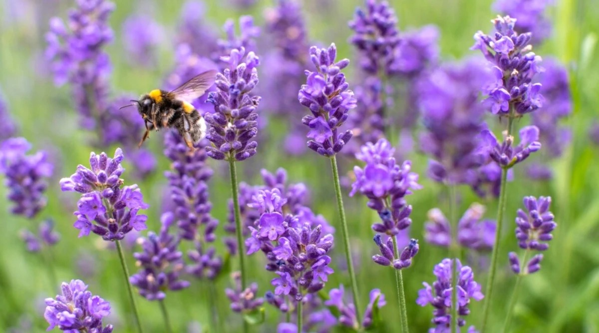 Close-up of a bee hovering near a blooming lavender in the garden. Lavender plants have narrow, elongated leaves that are grayish-green to green in color. Lavender produces clusters of small, tubular flowers on tall spikes. These flowers are purple.