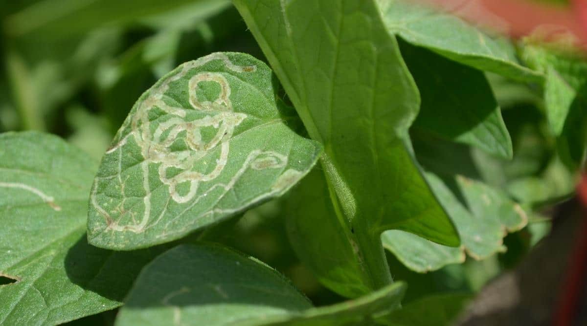 Leaf Miners