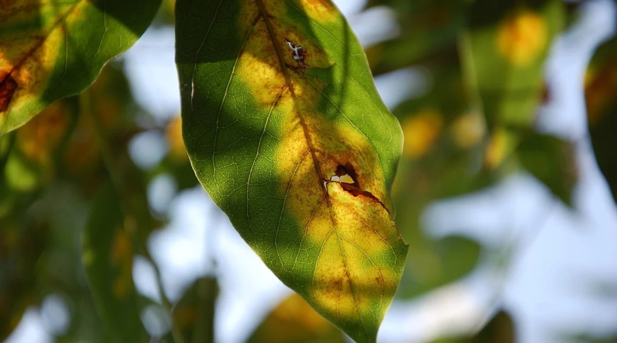 The leaf spot on hellebores