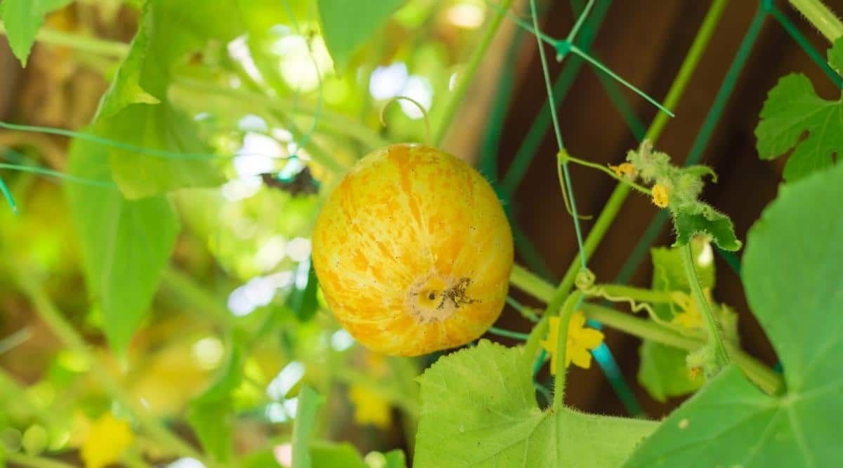 Lemon Heirloom cucumber