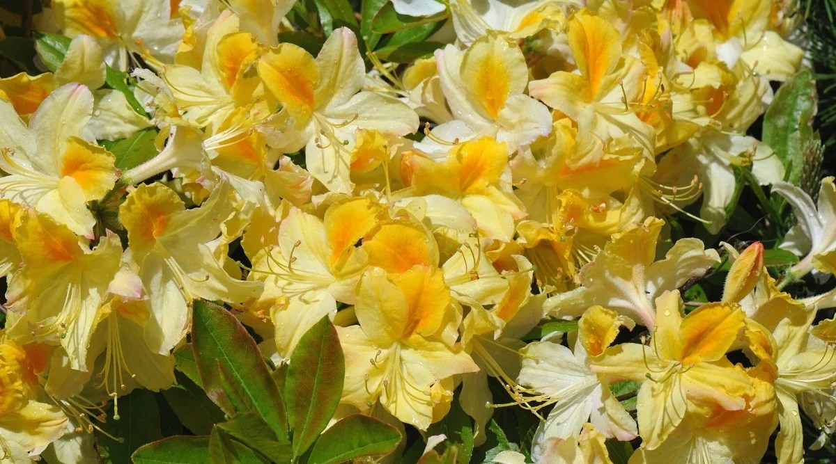 Close-up of blooming Lemon Lights azalea flowers in a sunny garden. Bright yellow, large, funnel-shaped flowers with deep orange spots on the upper petals.