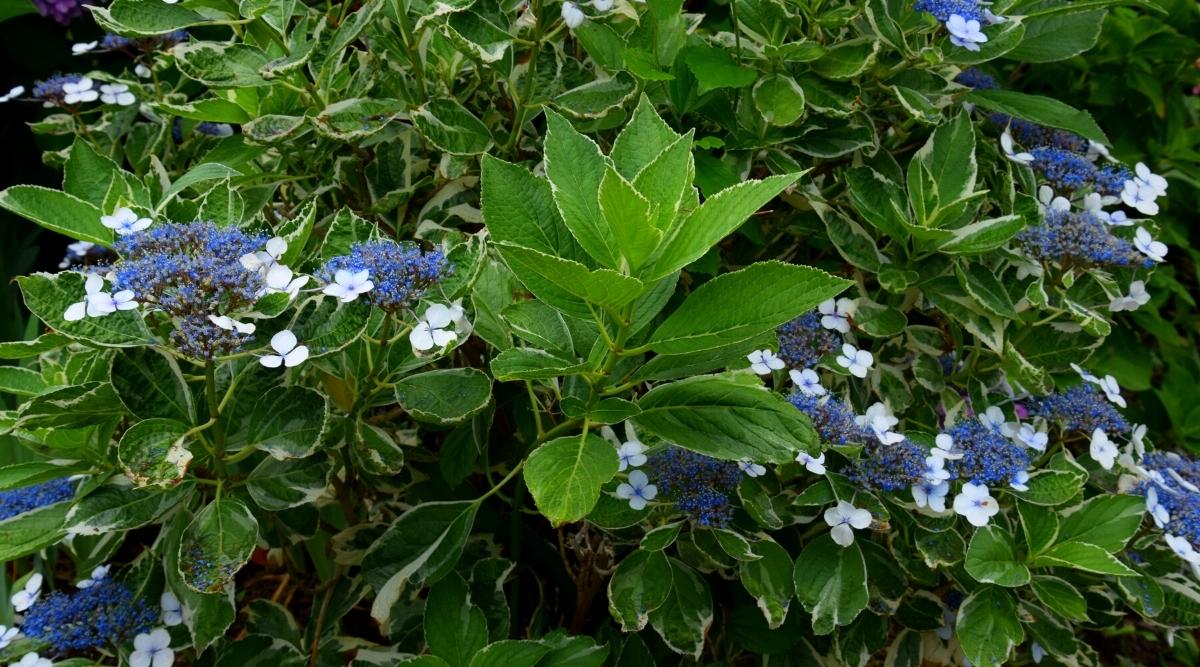 Lemon Wave Hydrangea
