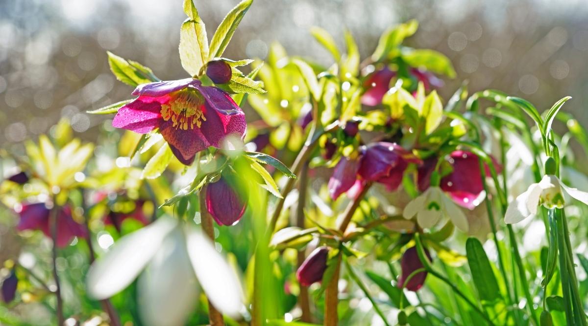 Lenten rose in sunlight