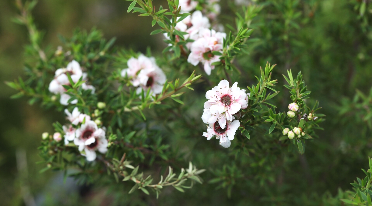 Close-up of a blooming Leptospermum scoparium, commonly known as Manuka or Tea Tree, in a garden. Manuka has small, needle-like leaves that are dark green. The plant produces small, five-petaled flowers that come in various shades, including white and pink.