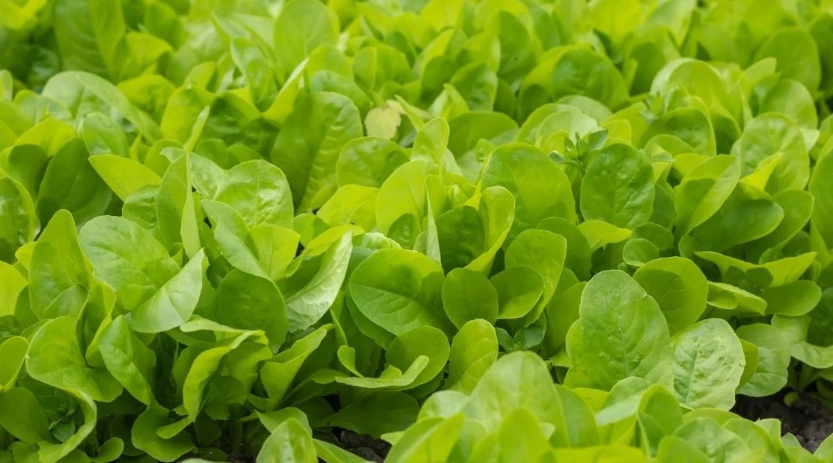 Lettuce Growing in Garden