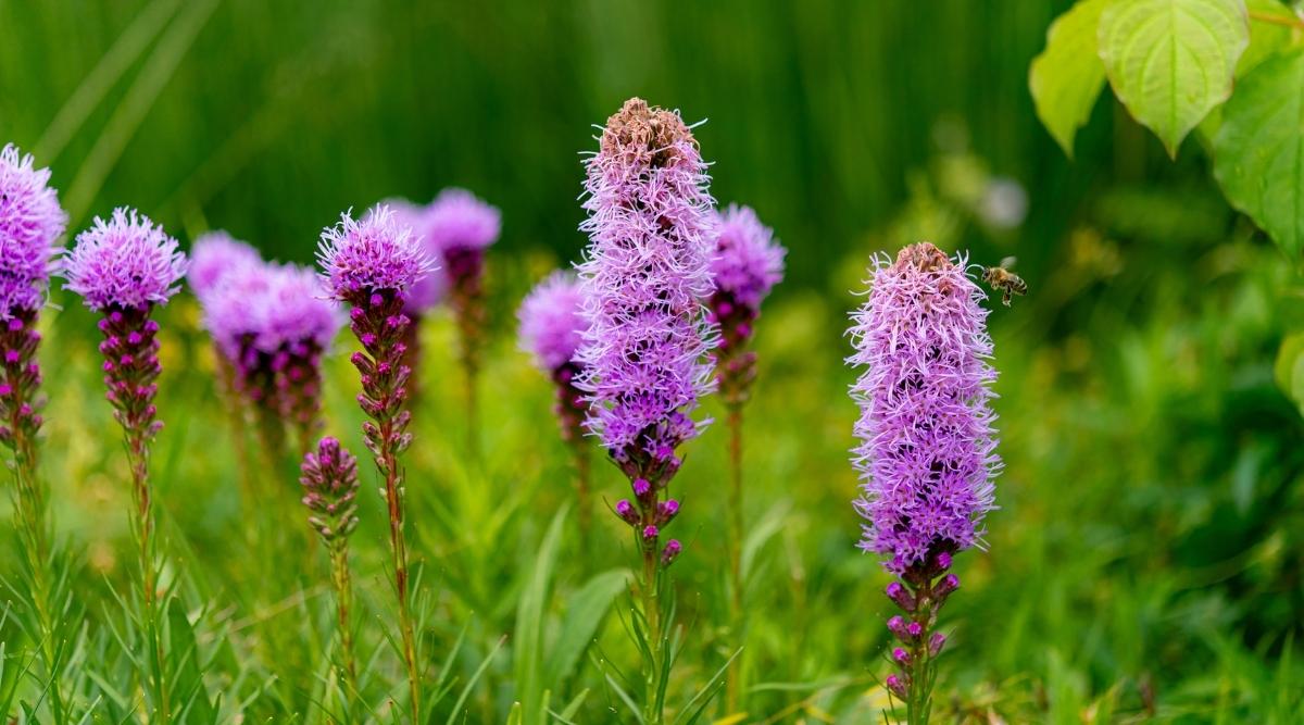 Liatris