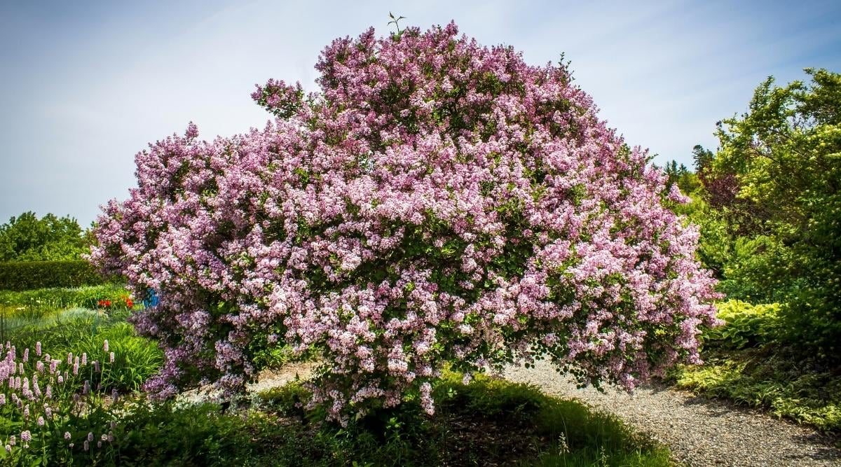 Lilac Trees vs. Lilac Shrubs and Bushes What's The Difference?