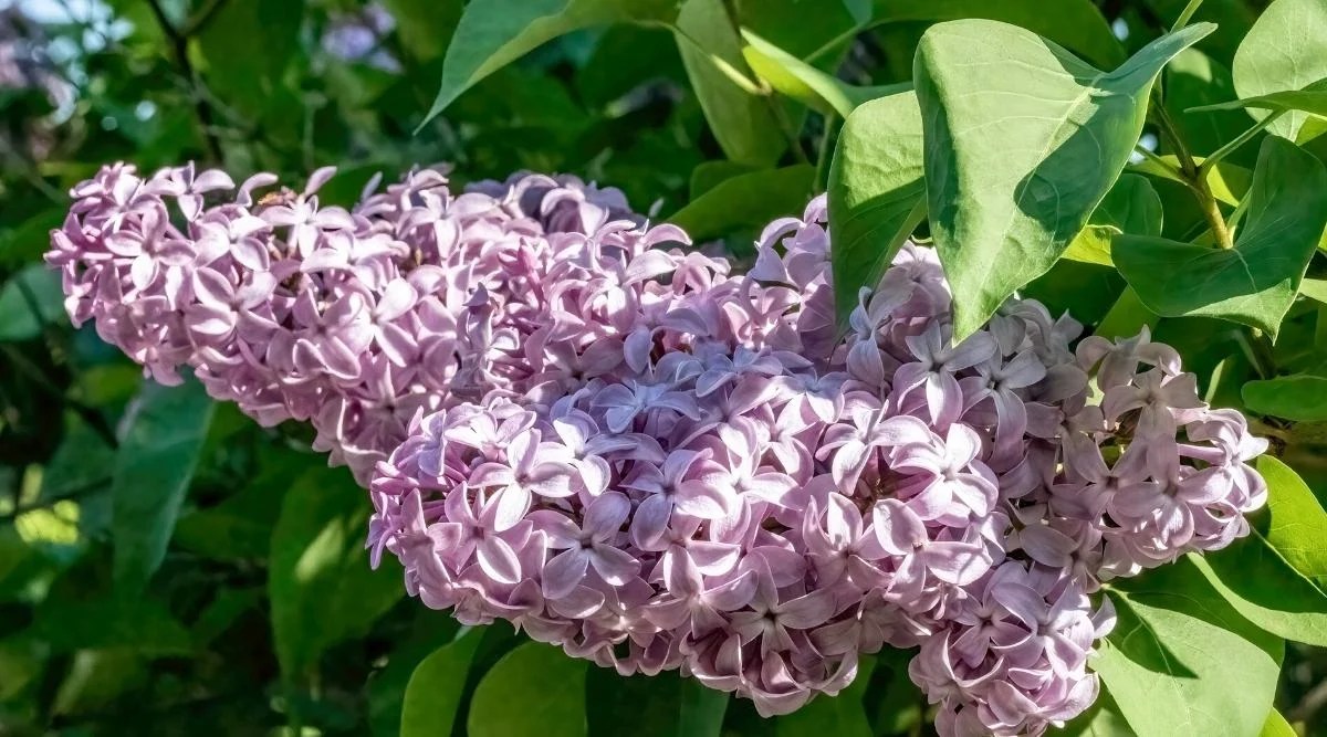 Do Lilacs Prefer Full Sun, Partial Shade, or Full Shade?