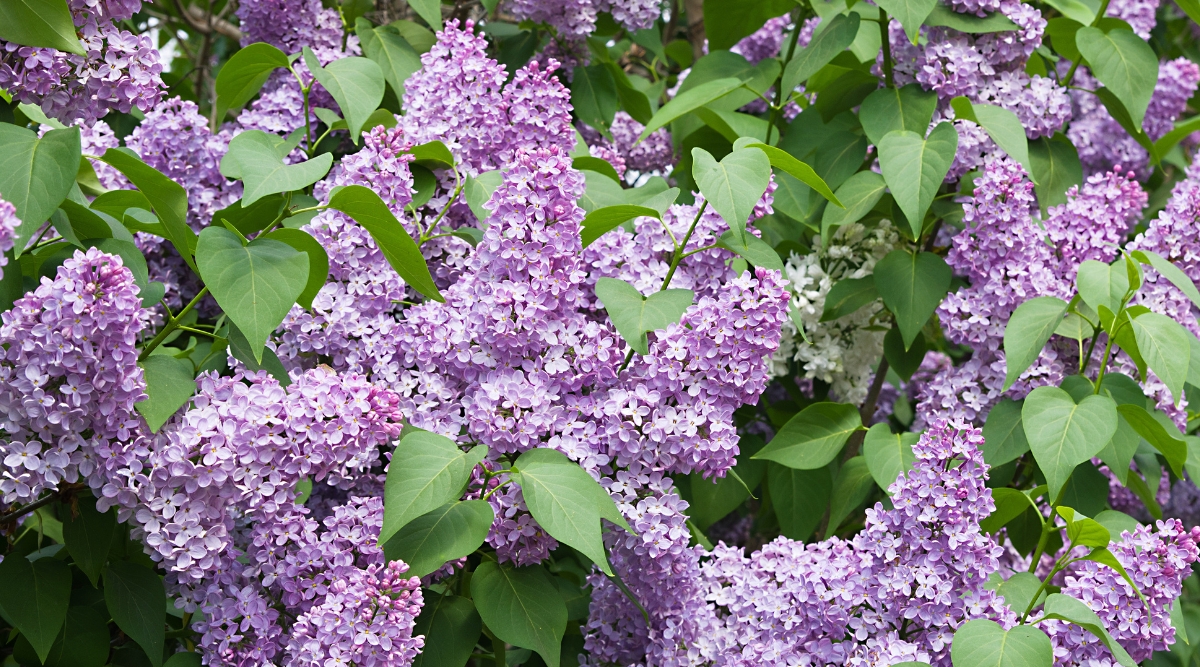 How to Collect and Grow Lilac Seeds in 7 Simple Steps