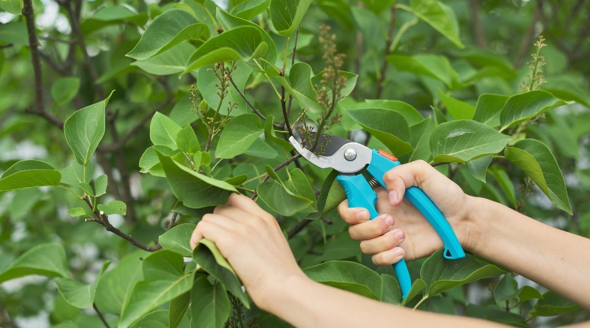 How to Plant, Grow, and Care For Lilacs in Your Garden