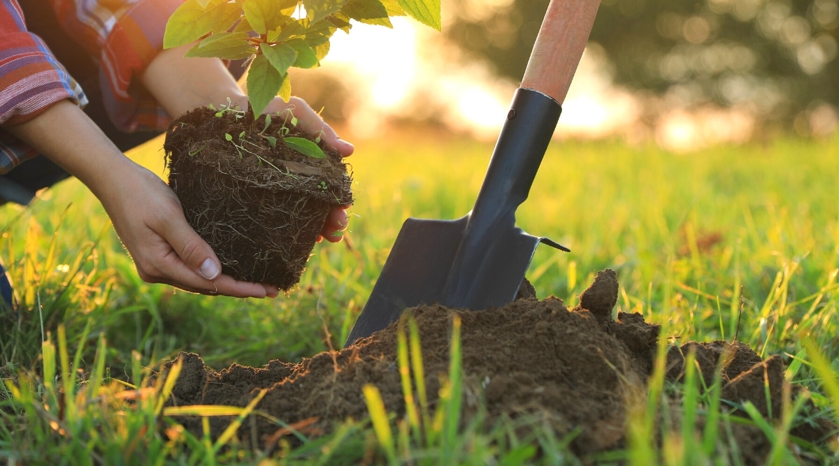 Planting a young bush in a sunny garden in the soil. Close-up of female hands holding a young bush with a root ball over a dug hole, a pile of soil and a garden shovel stuck into the soil.