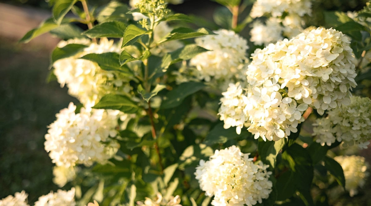 Bush of blossoming white flowers in the garden. Beautiful branches with white flowers in summer garden