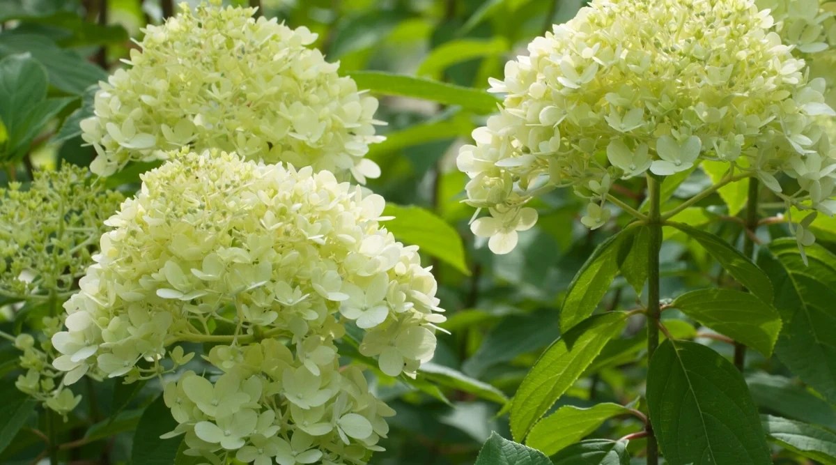 Light green flowers, close-up photo with selective focus. Large, upright, cone-shaped panicles of small, creamy green, sterile flowers. The leaves are large, thick, dark green, oval with slightly serrated edges.
