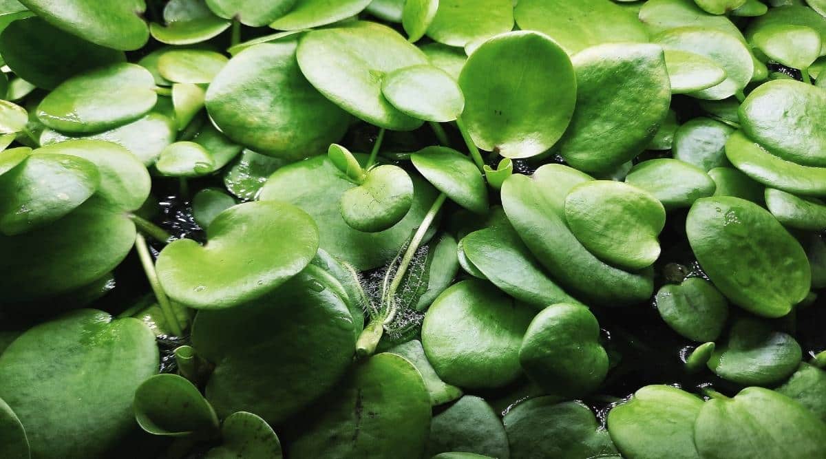 Amazon River Water Plants