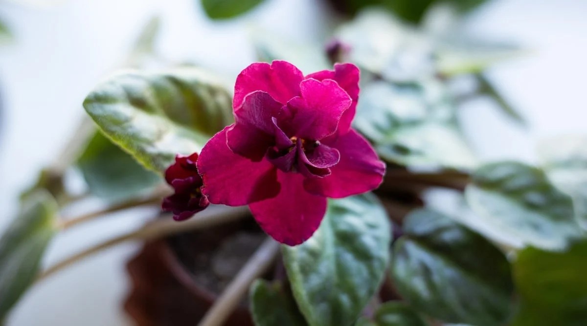 Close-up of a small flower against a blurred background of dark green heart-shaped leaves. The flower is small, semi-double, dark red.