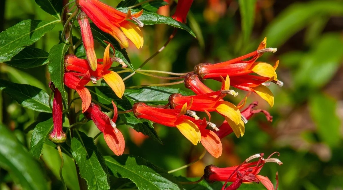 Close-up of blooming flowers of the Lobelia laxiflora plant in a sunny garden. The flowers are tubular, red with a yellowish tint on the inside of the petals. The leaves are dark green, oval, with pointed ends and serrated edges.