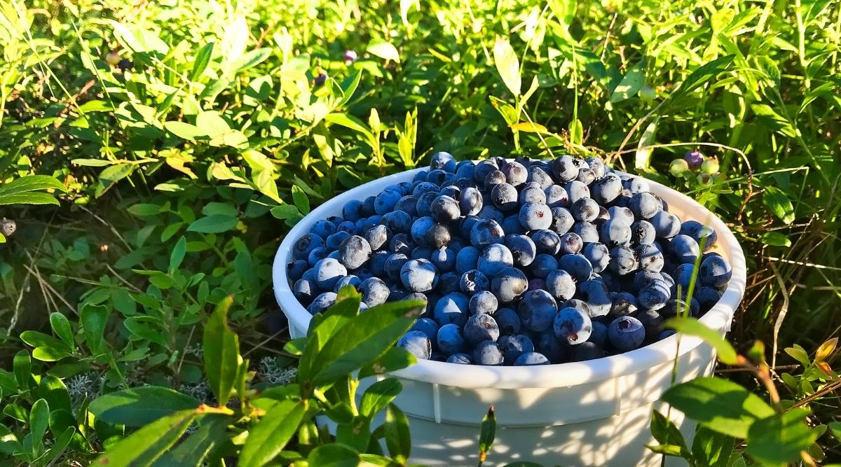 An image of a Lowbush variety growing in a field. You can see the green foliage is healthy, and there is a bowl of freshly picked fruits sitting in the middle of the field. The fruit is blue, and is fresh.
