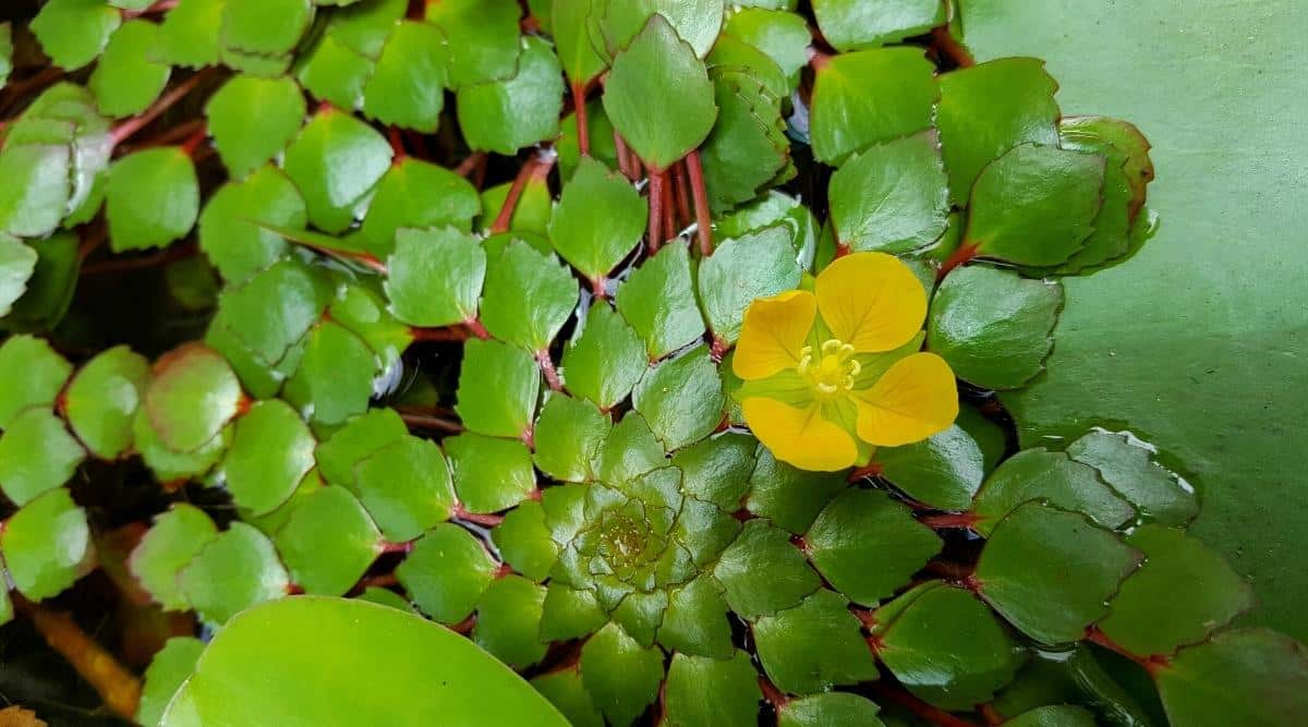 21 Water Friendly Plants For Indoor and Outdoor Ponds