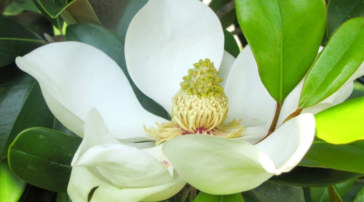 11 Dwarf Magnolia Tree Varieties For Your Home or Garden