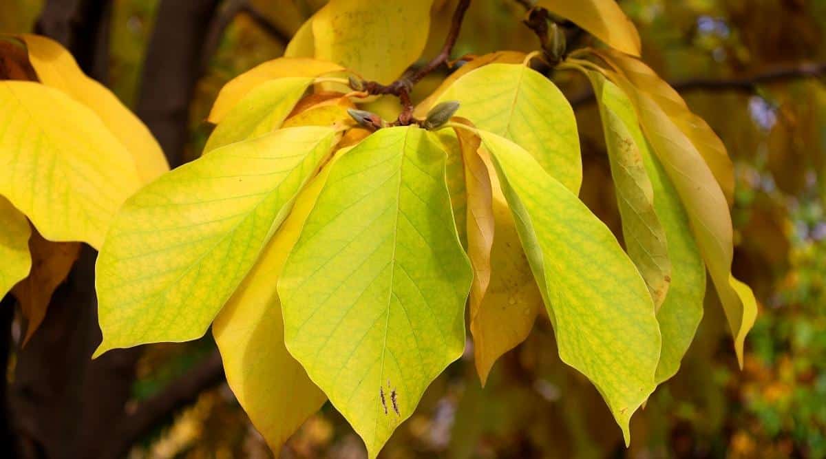 9 Reasons Your Magnolia Tree Has Yellow Leaves