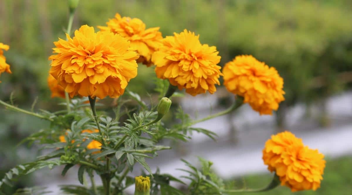 Marigolds Planted in Garden Bed