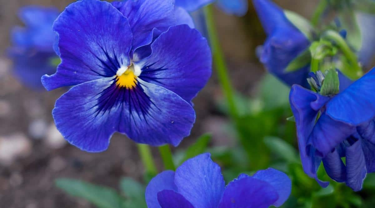 Blueish Purple Flower