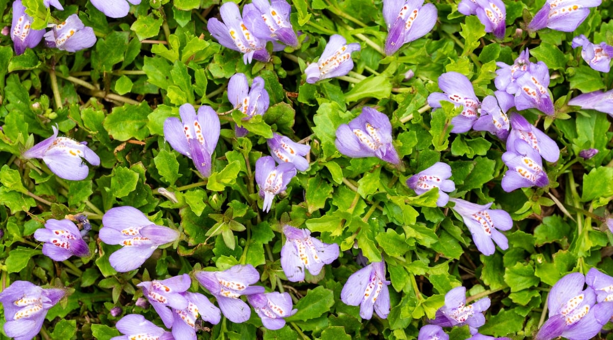 Close-up of a blooming Mazus reptans in a garden. Mazus reptans, commonly known as creeping mazus, is a low-growing perennial ground cover with charming visual characteristics. It features small, bright green, oval to lance-shaped leaves that densely cover the ground, forming a lush, carpet-like mat. Creeping mazus produces delicate, snapdragon-like flowers in shade of purple.