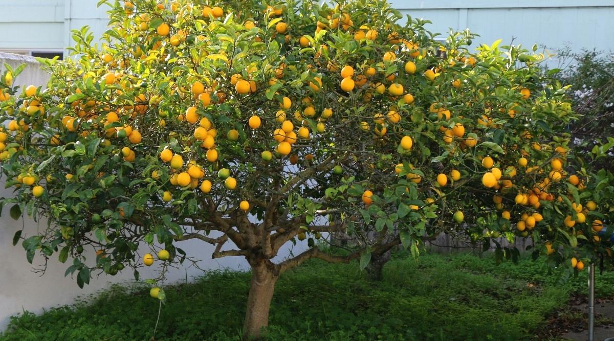 12 Dwarf Fruit Trees For Small Gardening Areas