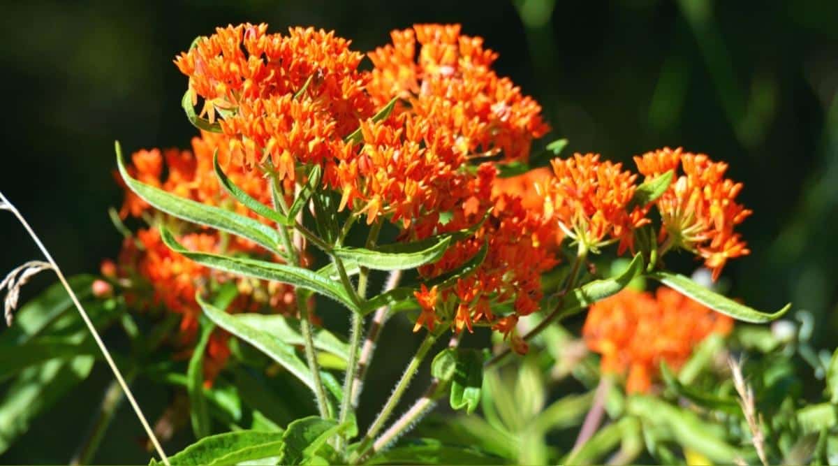 A close-up of a bright orange Milkweed flower. Multi-flowered umbels of small orange flowers. Bright green oblong foliage along the stem. Slightly blurred background.