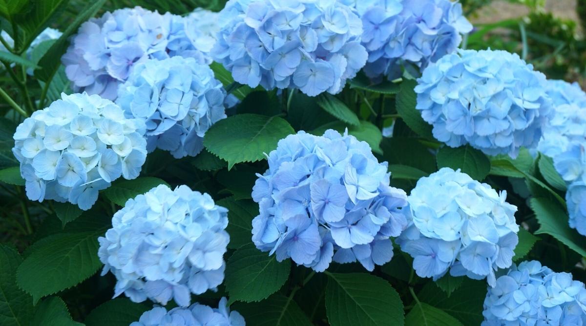 Mini Penny Hydrangeas