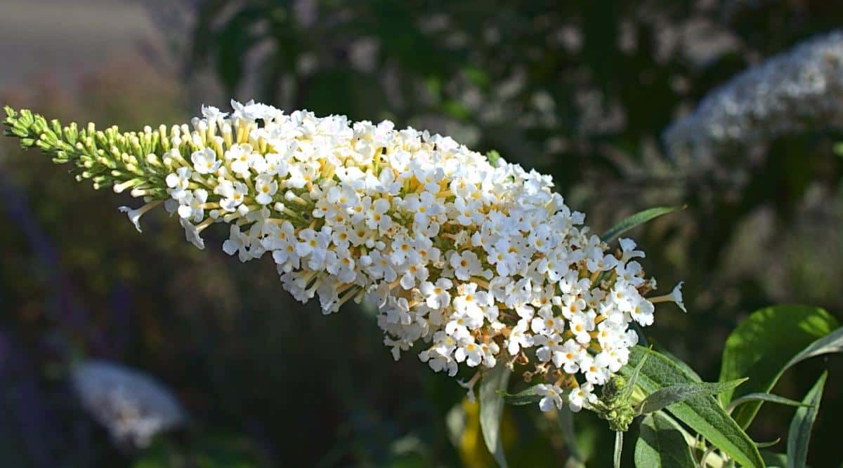 Close-up of the flower cluster of a ‘Miss Pearl’ Butterfly Bush. The flowers are white with orange eyes. The leaves are silvery green. Against the background are blurred flowers blooming alongside the white flowers.