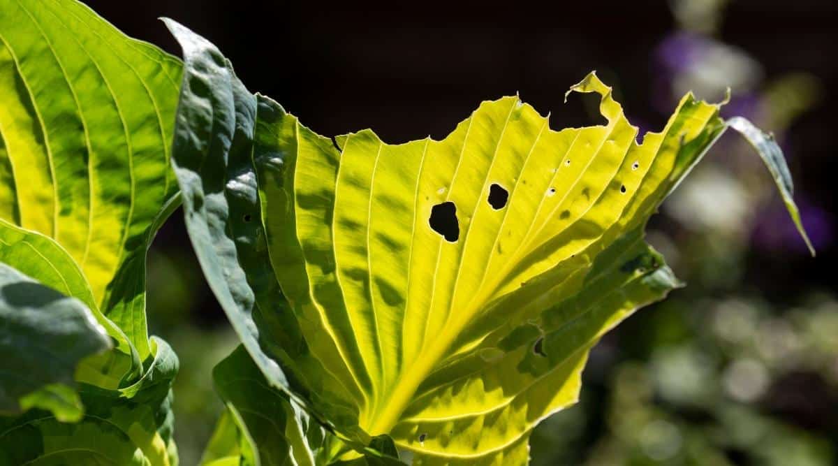 Hosta leaf damaged by a rabbit