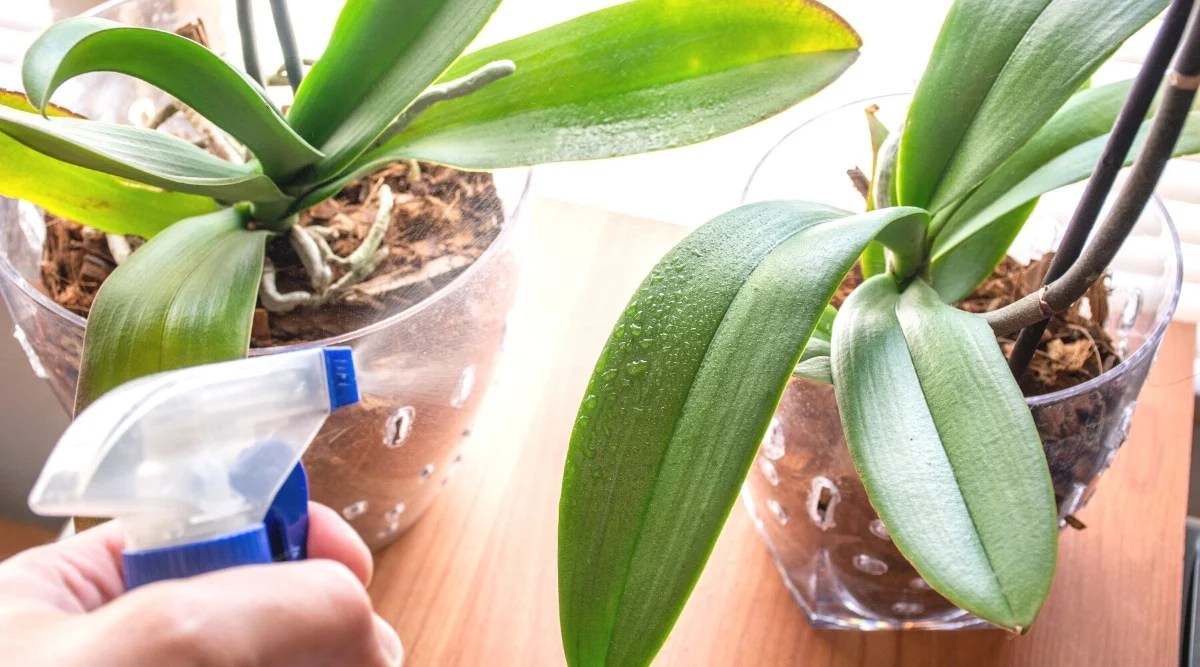15 Common Mistakes to Avoid When Growing Orchids