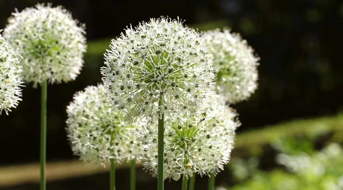 Close-up of a blooming Alium &lsquo;Mount Everest&rsquo; in a sunny garden. The plant has tall dark green stems with creamy white flower balls. The flower balls consist of many slender green stems ending in small creamy white star-shaped flowers with dark green centers.