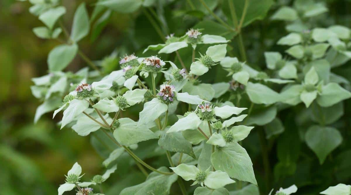 Close-up of a mountain mint bush. Upright, branched, herbaceous perennial plant, 50-80 cm high, with narrow, lanceolate leaves. Inflorescence corymb, with densely planted small white flowers. Some of the buds are green because they haven&rsquo;t bloomed yet. Slightly blurred green background.