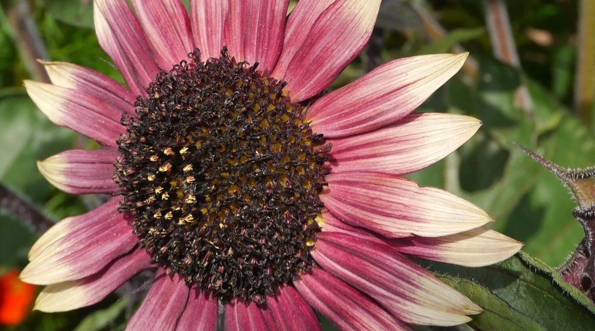27 Stunning Types of Sunflowers to Grow This Season