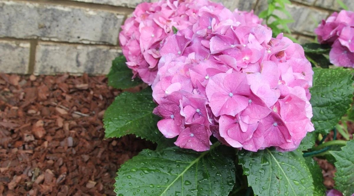 15 Tips To Keep Your Hydrangeas Blooming All Season Long