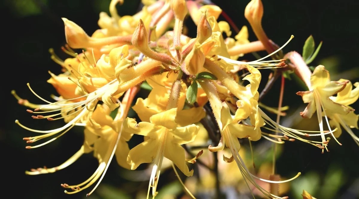 Close-up of a blooming My Mary azalea cluster in a sunny garden. The flowers are pale yellow, funnel-shaped, with very long, showy stamens and an orangey tinge in the throats. Some yellow buds haven&rsquo;t opened yet.