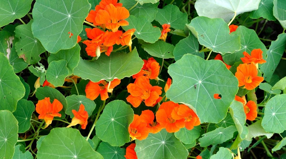 Nasturtiums Growing in Garden