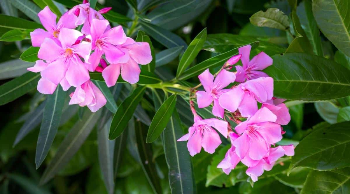 Close-up of a flowering Nerium oleander bush in a sunny garden. The bush has glossy, thick, lanceolate leaves arranged in pairs along a stiff stem. The flowers are bright pink, consist of 5 petals, collected in apical inflorescences.